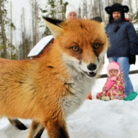 Zaujalo nás. EÚ ustupuje od sľubovaného zákazu kožušín. Zrada verejnosti, reaguje neziskovka