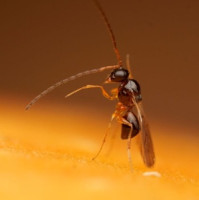 Oteplování oslabuje přirozené nepřátele hmyzu, ukazuje nový výzkum