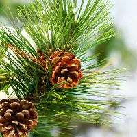  Výskyt háďátka borovicového potvrzen ve Francii