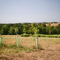 Ministerstvo zemědělství rozšiřuje možnosti podpory agrolesnictví a zjednodušuje zalesňování