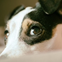 Případ vztekliny v Německu upozorňuje na rizika dovozu zvířat ze zahraničí