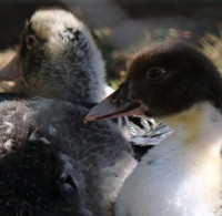 Dvě nová ohniska ptačí chřipky ve velkochovech kachen v Královéhradeckém kraji