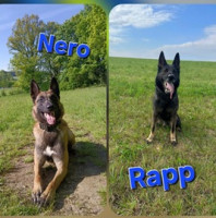 Seniorka šla na kopřivy do velikonoční nádivky, ale nevrátila se