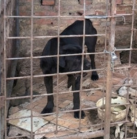  Odebrání psů a hus z nevhodných podmínek v chovu na Plzeňsku