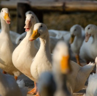 Opět jsme mezinárodně uznanou zemí bez výskytu ptačí chřipky