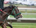 Kontroly na Zlaté přilbě a Velké pardubické 2019