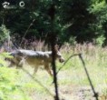 Vlci se letos rozmnožili nejméně v osmi oblastech. Potvrdil to monitoring Hnutí DUHA Šelmy