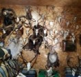 Celníci odhalili nelegální preparátorství ohrožených živočichů