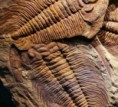 Invaze trilobitích larev. V prvohorách byly klíčovou součástí potravního řetězce