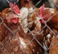 SVS ruší mimořádná veterinární opatření omezující venkovní chov drůbeže